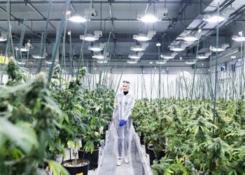 Cannamedical bereitet größten legalen Cannabis – Import in der Geschichte der EU vor