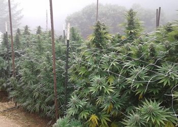 Der etwas andere Ferienjob – Saisonarbeit in der Cannabis Industrie