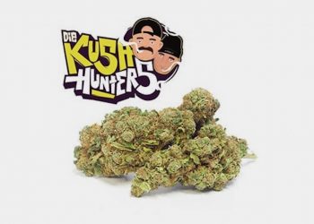Kushhunter und Herzog erobern das Cannabusiness