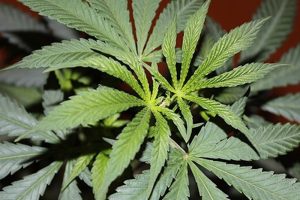 Power Plant Strain İncelemesi