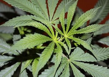 Power Plant Strain Review