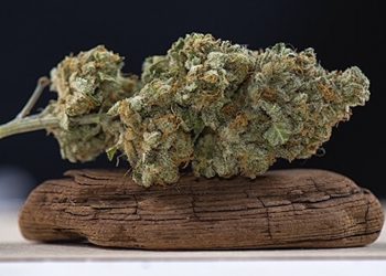 Cannabis Medizin zwischen Legalisierung und Verbot