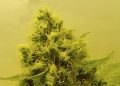 Cannabis in Bio-Qualität