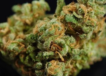 Cannabis-Tourismus Teil 1