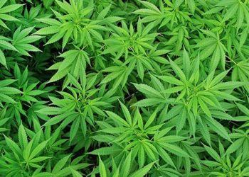 Cannabis und Schizophrenie – eine besondere Beziehung