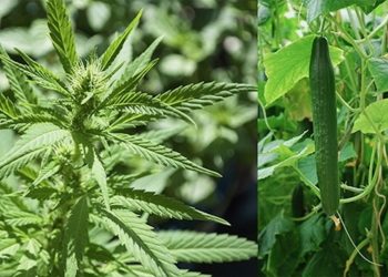 Die Blätter, die die Welt bedeuten