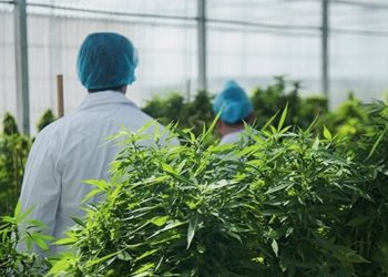 Legalisierung in Uruguay