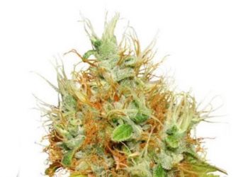 Mazar Strain Review