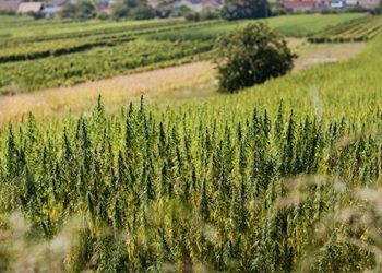 Die Notwendigkeit  internationaler  Qualitätsstandards auf dem CBD-Markt