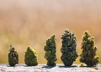 Ganz Österreich für Legalisierung