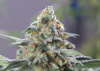 OG-Kush-CBD Strain Review
