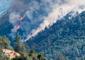 Verbrennt das Weed aus Kalifornien?