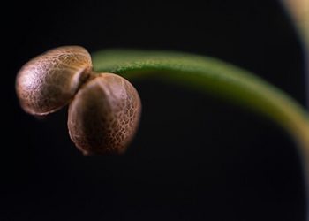 Zur rechtlichen Lage von CBD-Anbau in Österreich