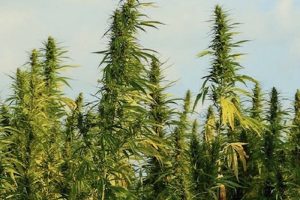 Canapa: La soluzione verde per la nostra dipendenza dalla plastica