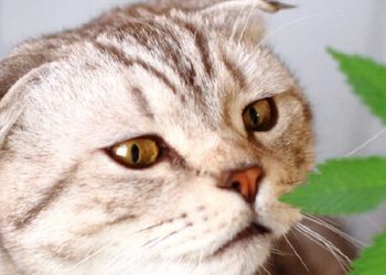 Gesunde Haustiere dank Hanf