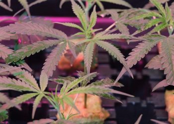 Rauchen Patienten bald Bunkergras?