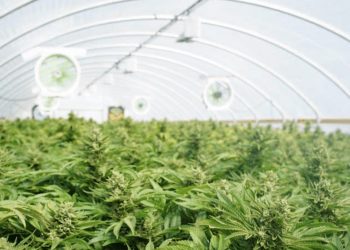 Cannabis und das Entourage-System