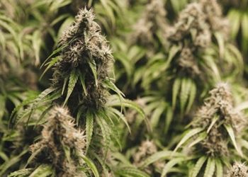 Ist Legalisierung Mediensache?