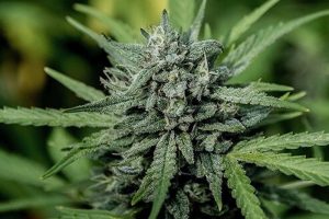 Quali varietà si nascondono dietro la cannabis medica delle farmacie italiane?