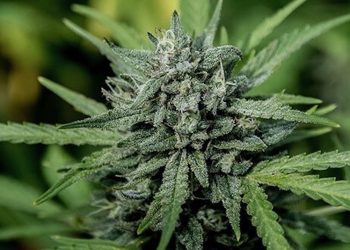 Welche Sorten stecken hinter dem medizinischen Cannabis aus deutschen Apotheken?