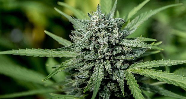 Bildergebnis fÃ¼r medizinischen Cannabis