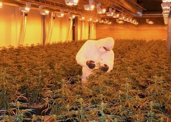 Hinter den Kulissen eines pharmazeutischen CBD-Unternehmens