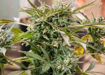 Was es bedeutet die Freundin eines Kiffers/Growers zu sein