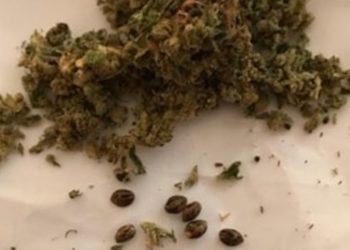 Samen im Apothekenmarihuana