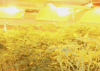 Gefahr: Homegrow unter dem Dach