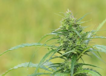 Marihuanablüte kontra Reinstoff