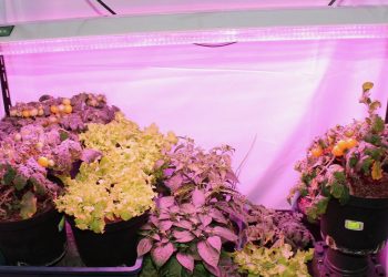 Easdesy Hydro Vario im LED Blütetest