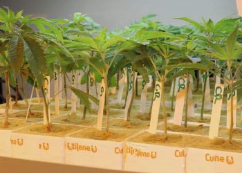 Wie wird der legale Anbau von Medizinhanf in Deutschland aussehen?