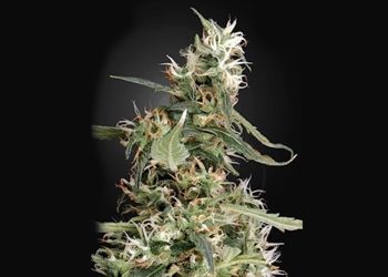 Arjan’s Ultra Haze #1 Strain Review