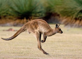 Australien plant den Export von medizinischem Cannabis