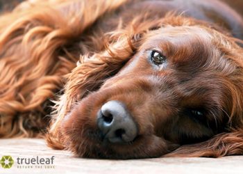 CBD-Leckerlis für Vierbeiner: „Cannabis, Curcuma und Grünlipp-Muschelextrakt“