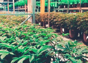 Cannabigerol – CBG, das Cannabinoid mit Potenzial