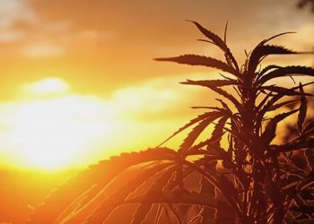 Cannabis in Uruguay: Eine Zwischenbilanz