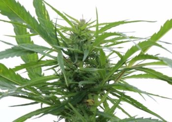 Die Cannabinoid-Serie