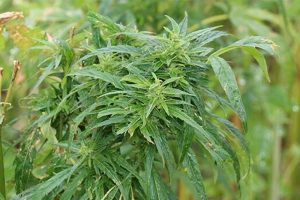 Açık Hava Marihuana Bahçesinde Malçlama