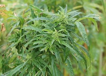 Mulchen im Outdoor Marihuana Garten