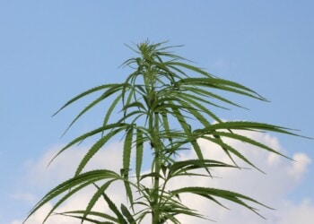 Nachwachsender Rohstoff, nachwachsende Medizin