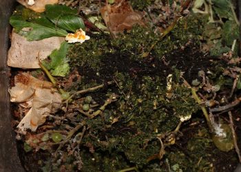 Marihuana Abfälle an die Wurmfarm verfüttern