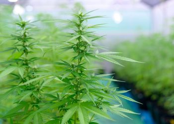 Prominente Verstärkung im Cannabusiness