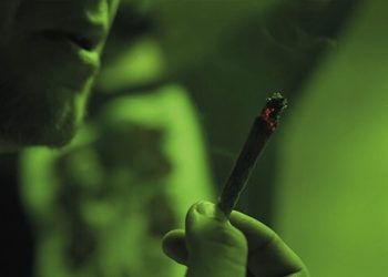 Cannabis Pflanzen für den Eigengebrauch angebaut