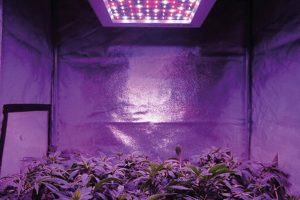 LED Тестгроу: Black Dog Phytomax-2 200