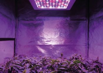 LED Testgrow: Black Dog Phytomax-2 200