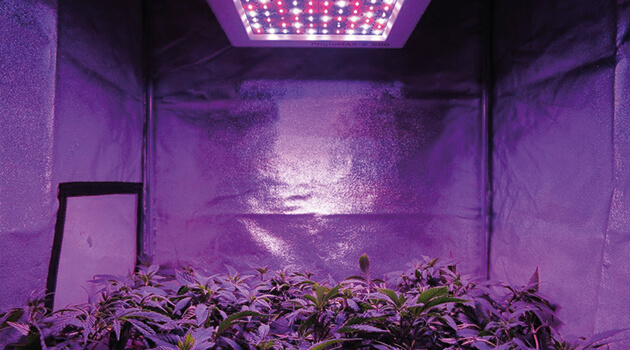 Led Testgrow Black Dog Phytomax 2 200 Growing Equipment Hanf Magazin