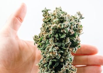 Cannabinoide – einige Grundlagen