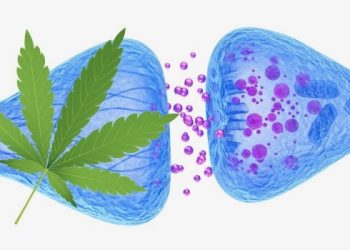 Das Endocannabinoid-System
