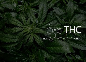 Medizinische THC Anwendung – Gefahren